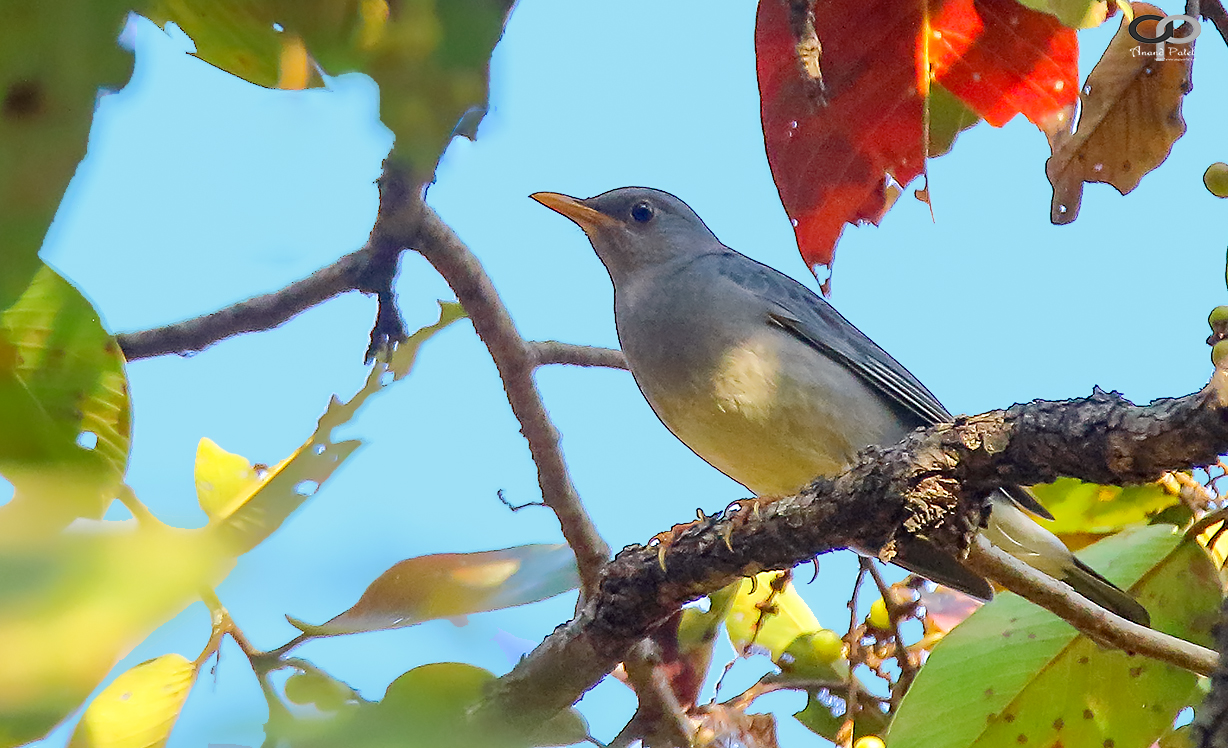 Tickell's Thrush 